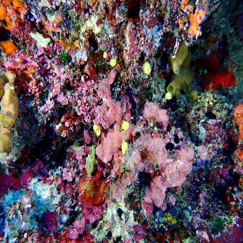 Image 2. Stunning coral formations captured in the waters of the Coral Triangle, Sabah, Malaysia. Photo credit: David M. Baker.